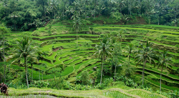 bali driver and tour guide ubud bali