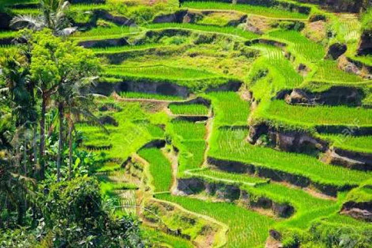 Sunrise volcano tour ubud